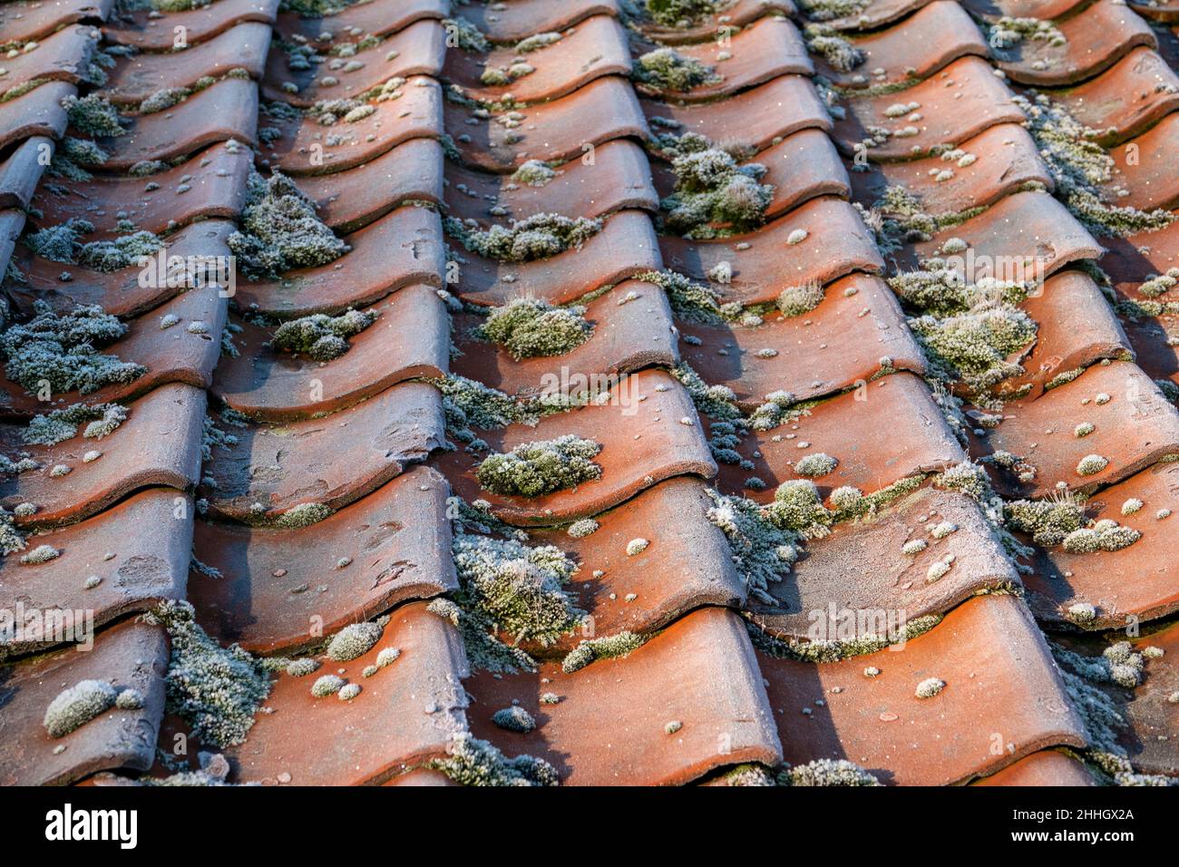 Chiudere la zona di tegole leggermente smerigliate con lichene Foto Stock