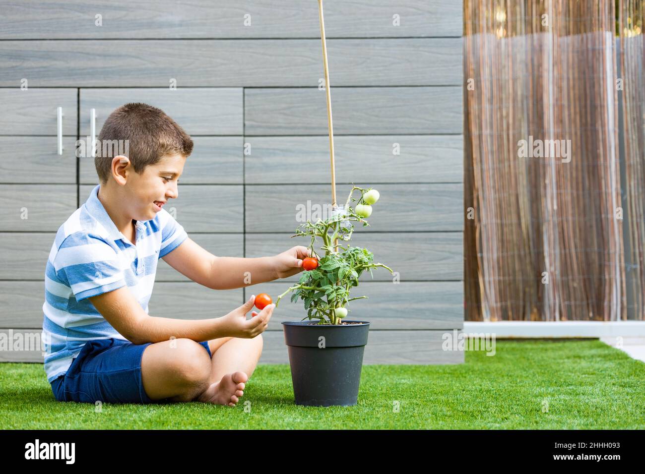 Ragazzo che raccoglie i pomodori da una pianta di pomodoro a casa Foto Stock