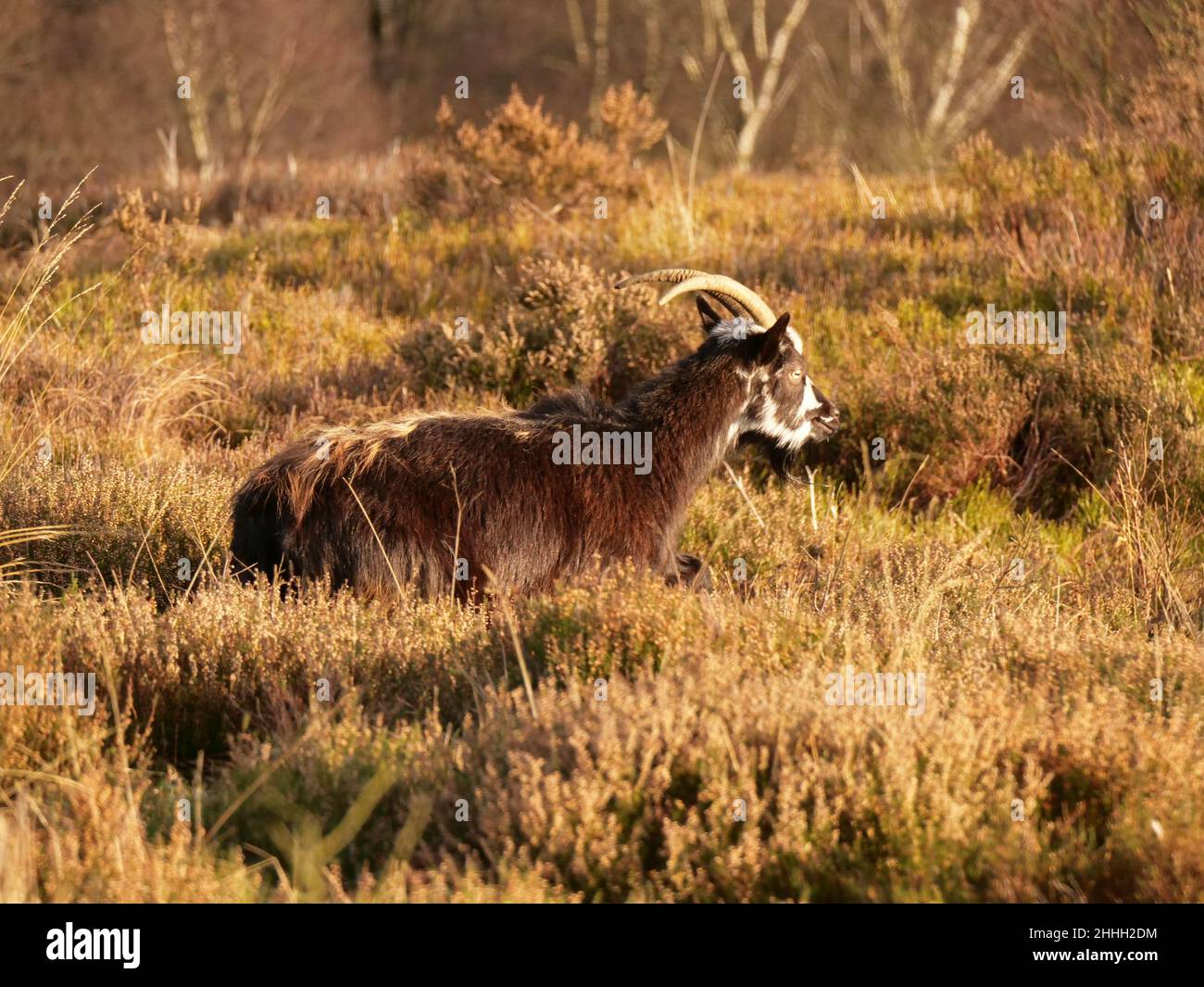 Feral capra Foto Stock
