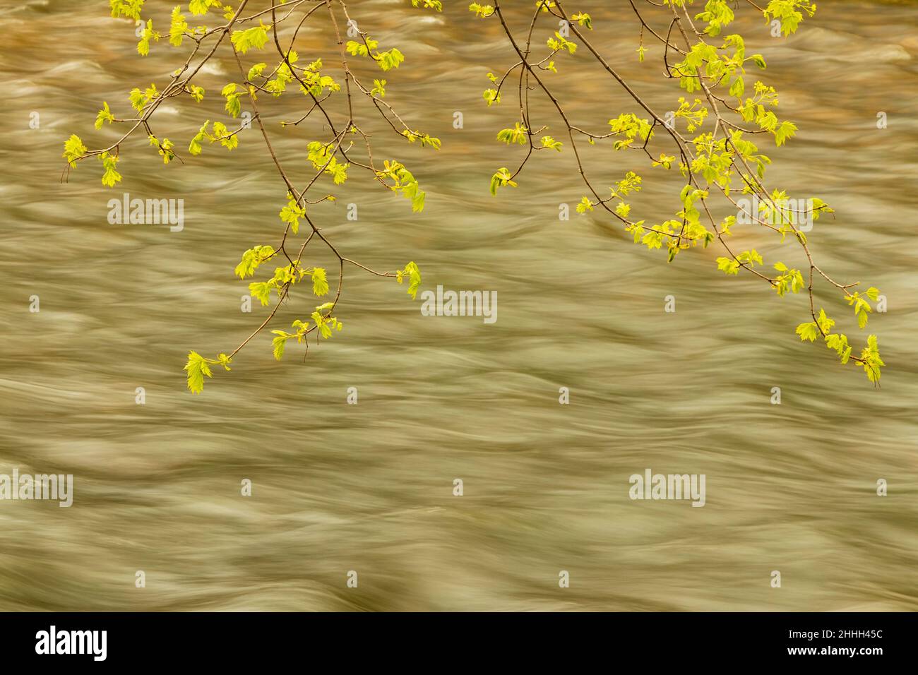 Albero che si affaccia in primavera contro la corrente del fiume Menomonee Foto Stock