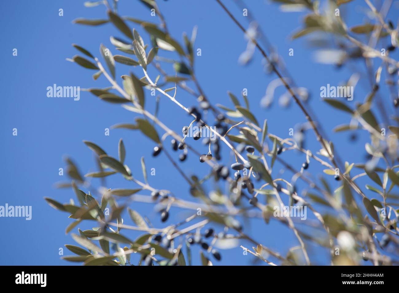 Frutti di olivo selvatico al Parco Nazionale di Monfrague, Caceres, Extremadura, Spagna. Messa a fuoco selettiva Foto Stock