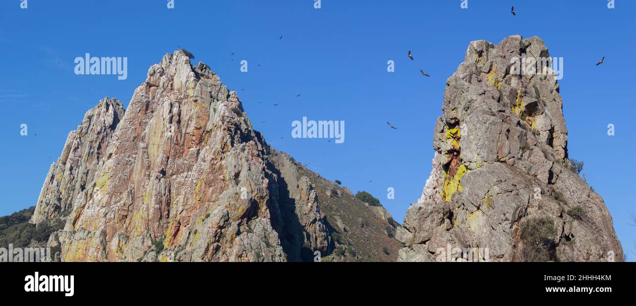 Gli avvoltoi sorvolano le scie di Salto del Gitano. Parco Nazionale di Monfrague, Caceres, Extremadura, Spagna Foto Stock