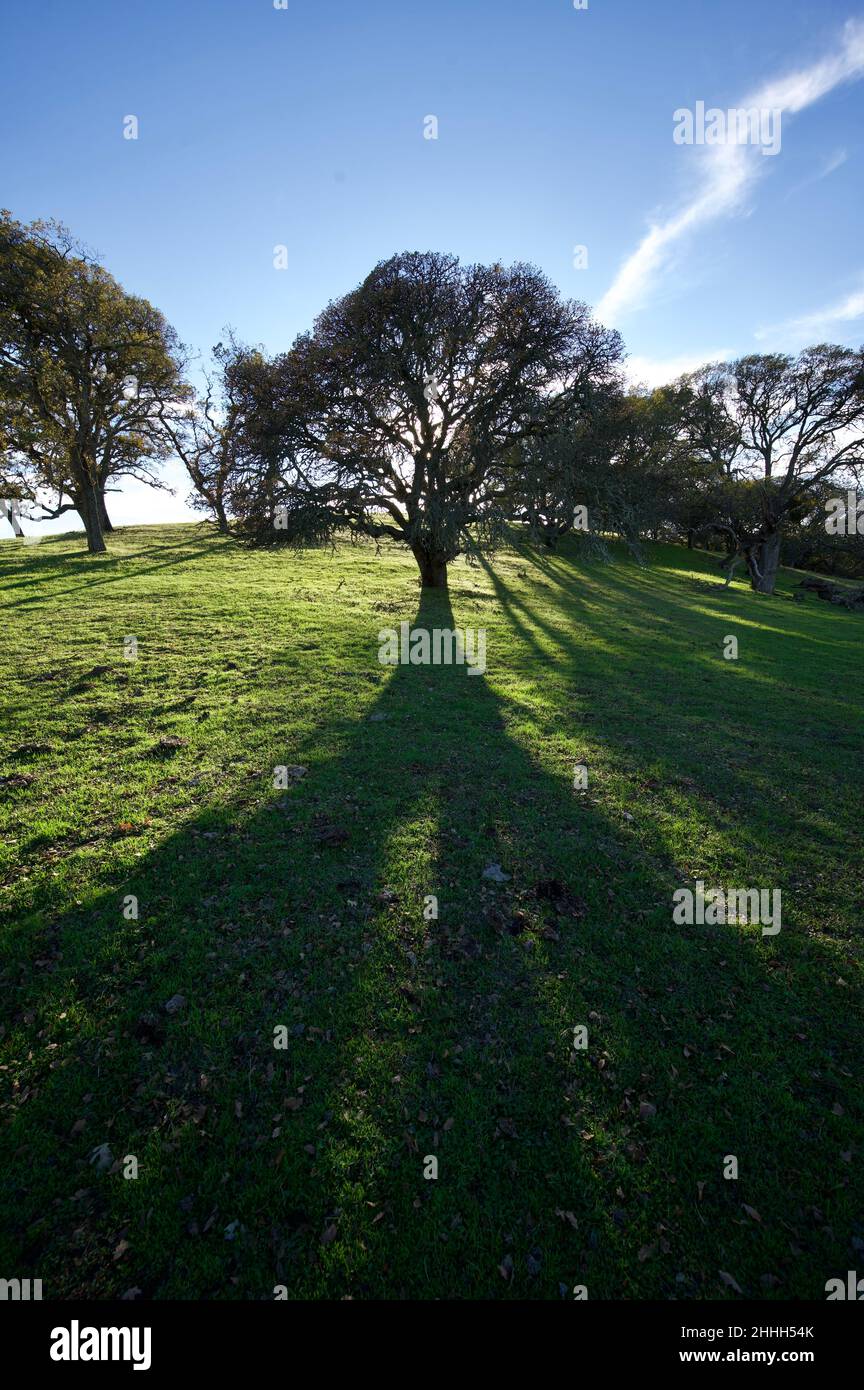 Parchi regionali SF Bay Foto Stock