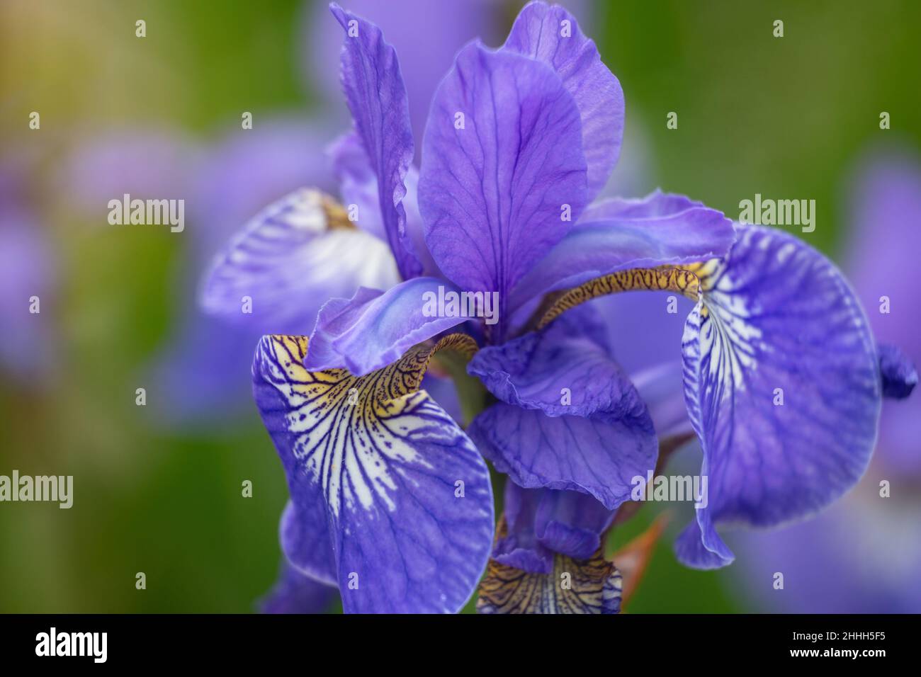 Lilla-blu iride fiore primo piano. Iride siberiana (Iris sibirica) nel giardino. Foto Stock