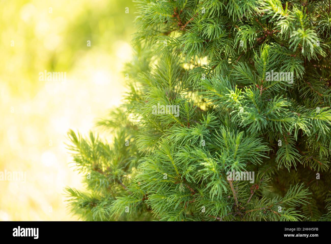 Abete rosso ornamentale nano Conica (Picea glauca o abete bianco). Rami con bellissimi aghi morbidi primo piano Foto Stock