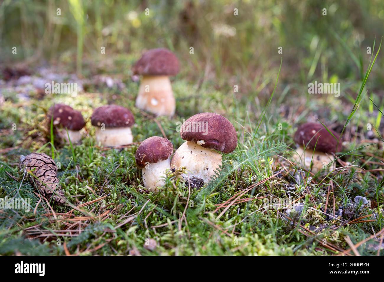 Gruppo di piccoli funghi Boletus edulis nella foresta autunnale Foto Stock
