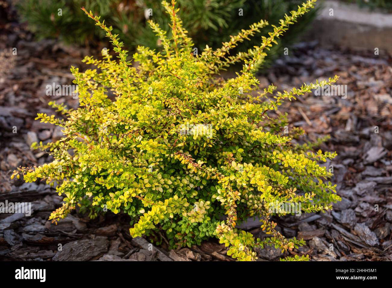 Giovane cespuglio giapponese barbacca o Berberis thunbergii varietà sensazione con giallo e verde foglie in paesaggio. Pianta ornamentale a bassa crescita Foto Stock