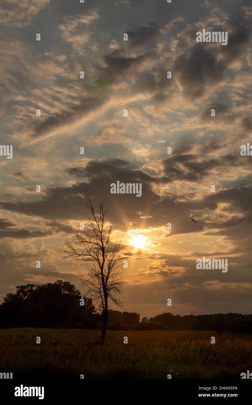 Tramonto silhouette d'albero con Sunburst di accompagnamento attraverso le nuvole Foto Stock