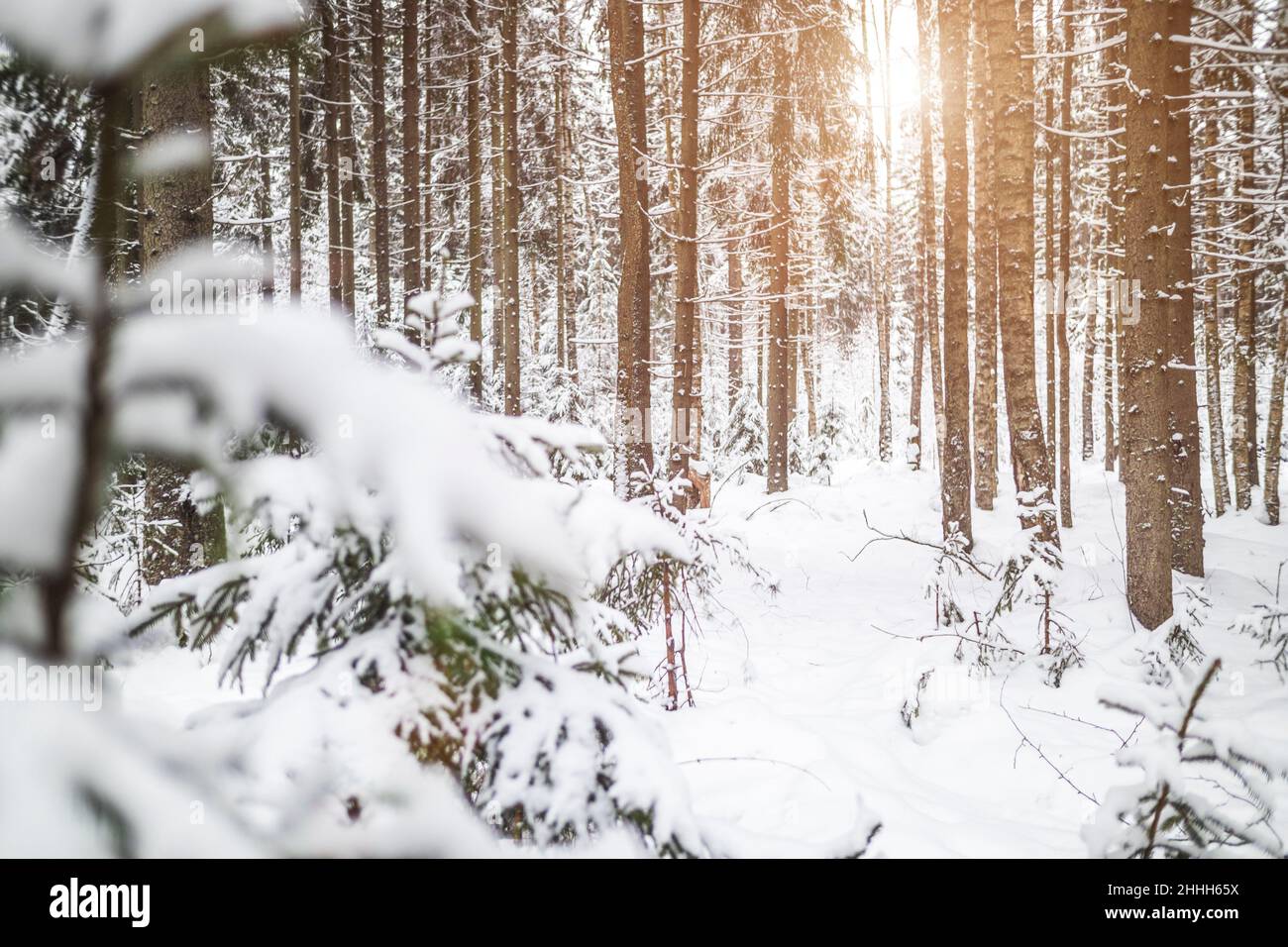 inverno neve coperta foresta selvaggia con luce fredda soleggiato.paesaggio favoloso Foto Stock