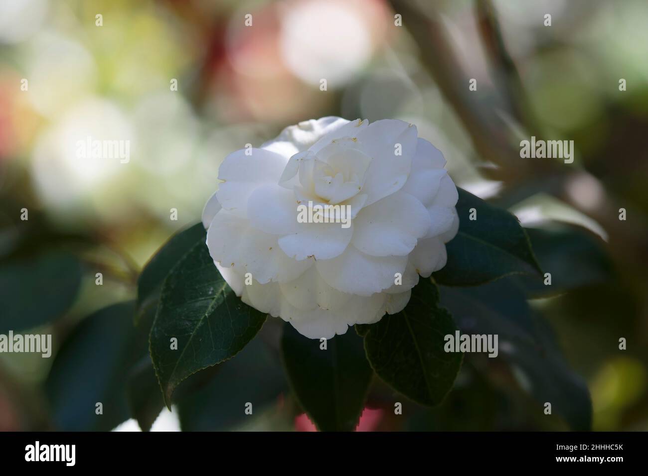 primo piano del fiore camelia in un giardino botanico Foto Stock