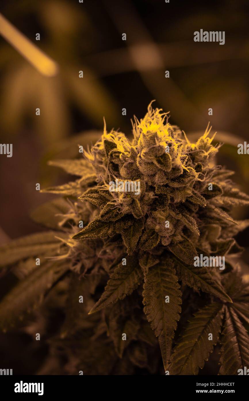 I fiori di cannabis in un dispensario professionale crescono operazione Foto Stock