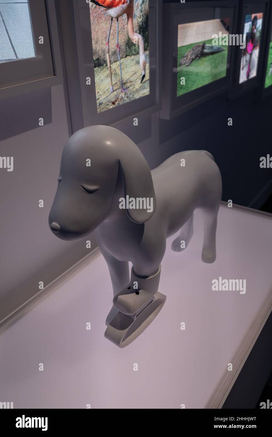 3D protesi stampata per cane di LOWPOLY. Print3D Itinerario mostra sui numerosi usi della stampa del 3D, tra cui salute, moda e contro Foto Stock