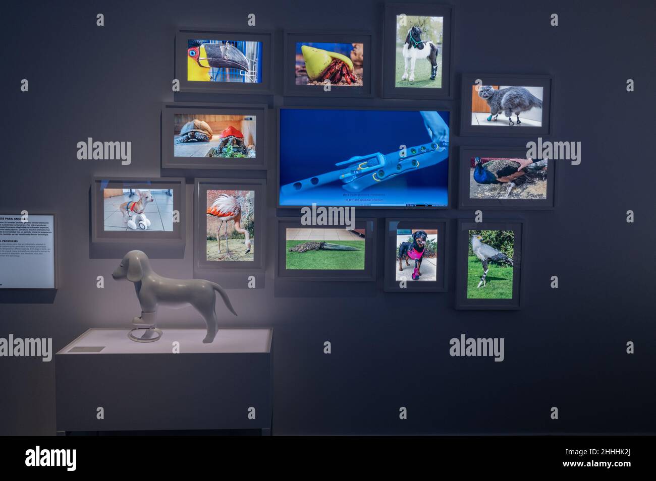 3D protesi stampata per cane di LOWPOLY. Print3D Itinerario mostra sui numerosi usi della stampa del 3D, tra cui salute, moda e contro Foto Stock