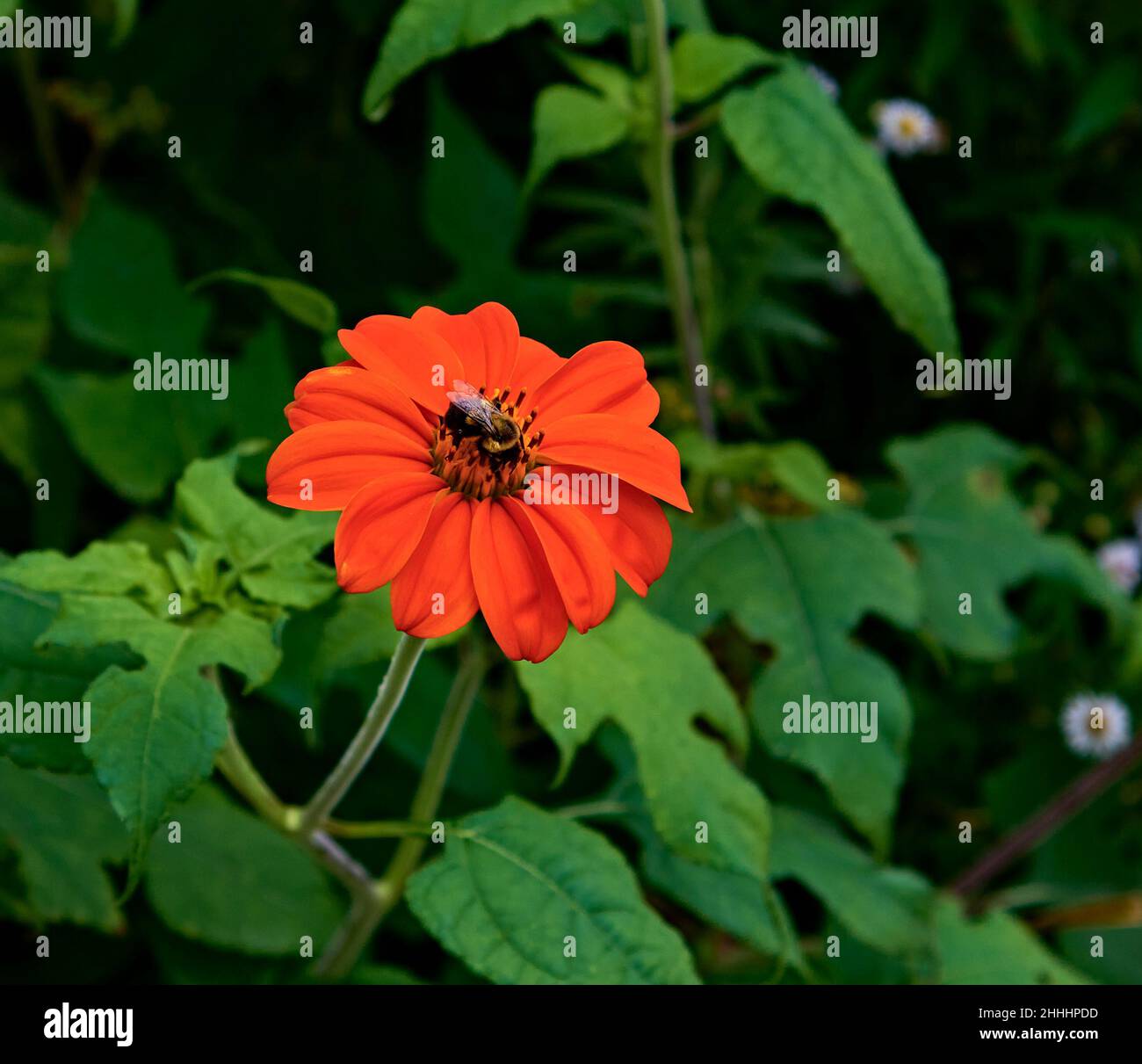 Girasoli messicani, con enormi e vibranti fiori d'arancio. E 'anche popolare per attirare colibrì, farfalle e api. La piccola ape su di esso. Foto Stock