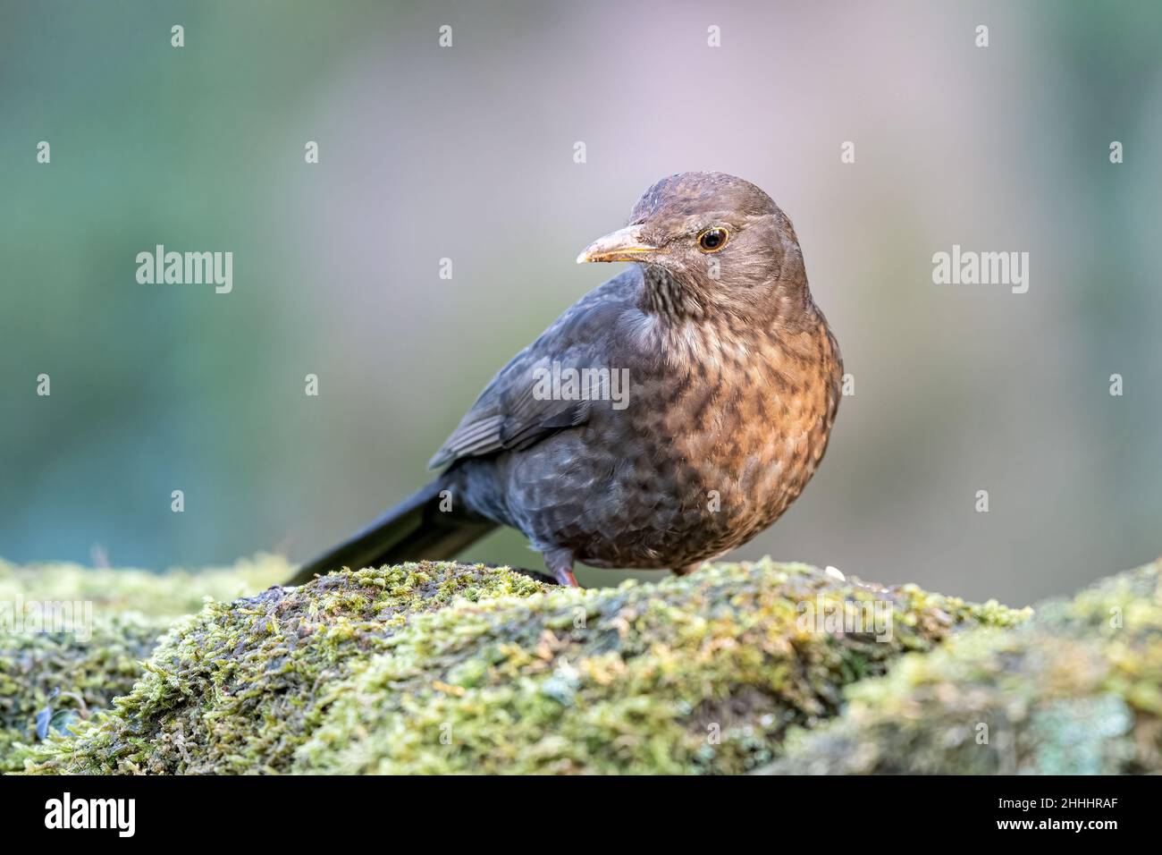 Femmina Eurasian Blackbird, Turdus merula in un ambiente naturale boschivo nel Regno Unito. Foto Stock