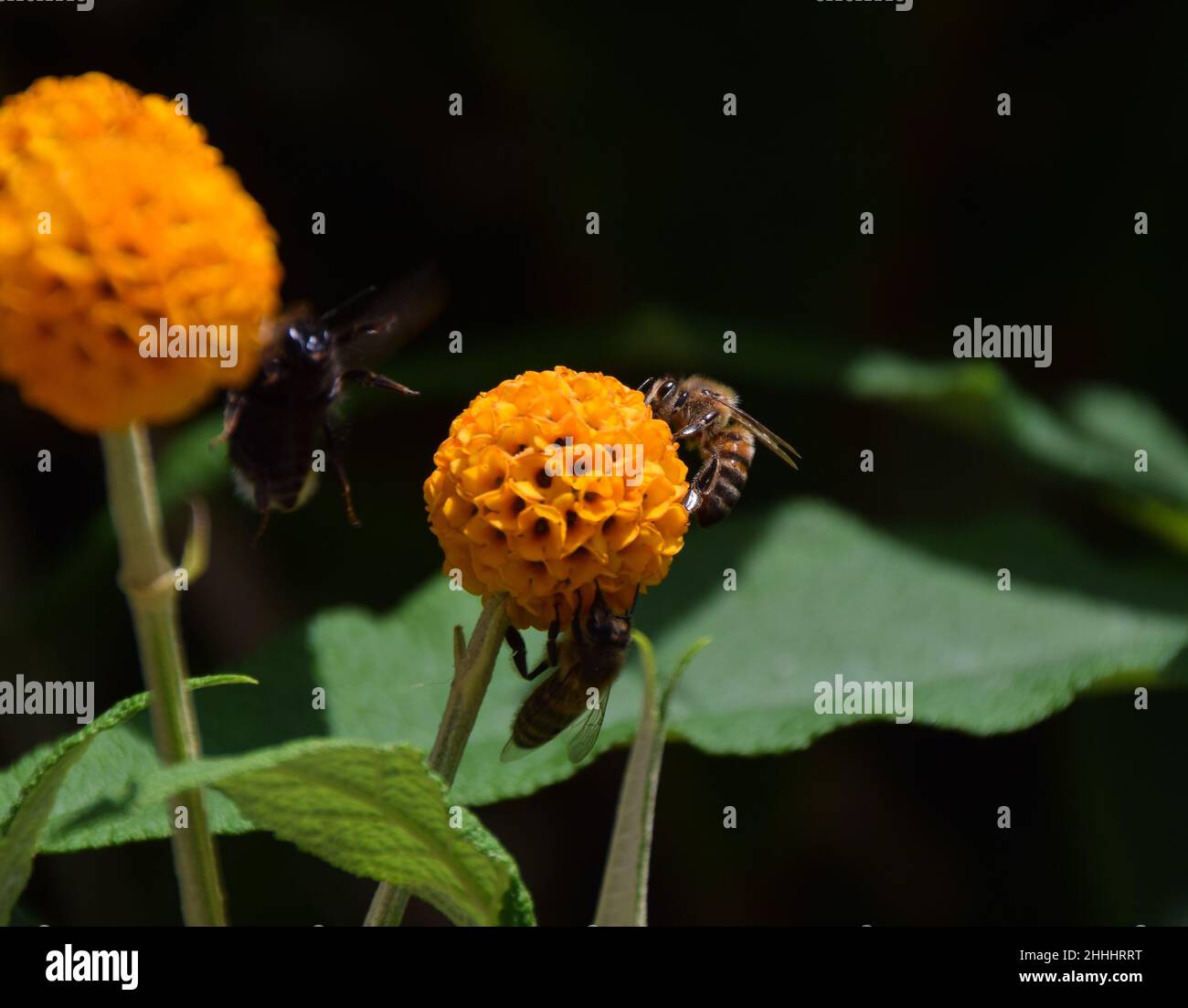 Le api impollinano fiori di arance ball (Buddleja globosa) a Londra, Regno Unito. Foto Stock