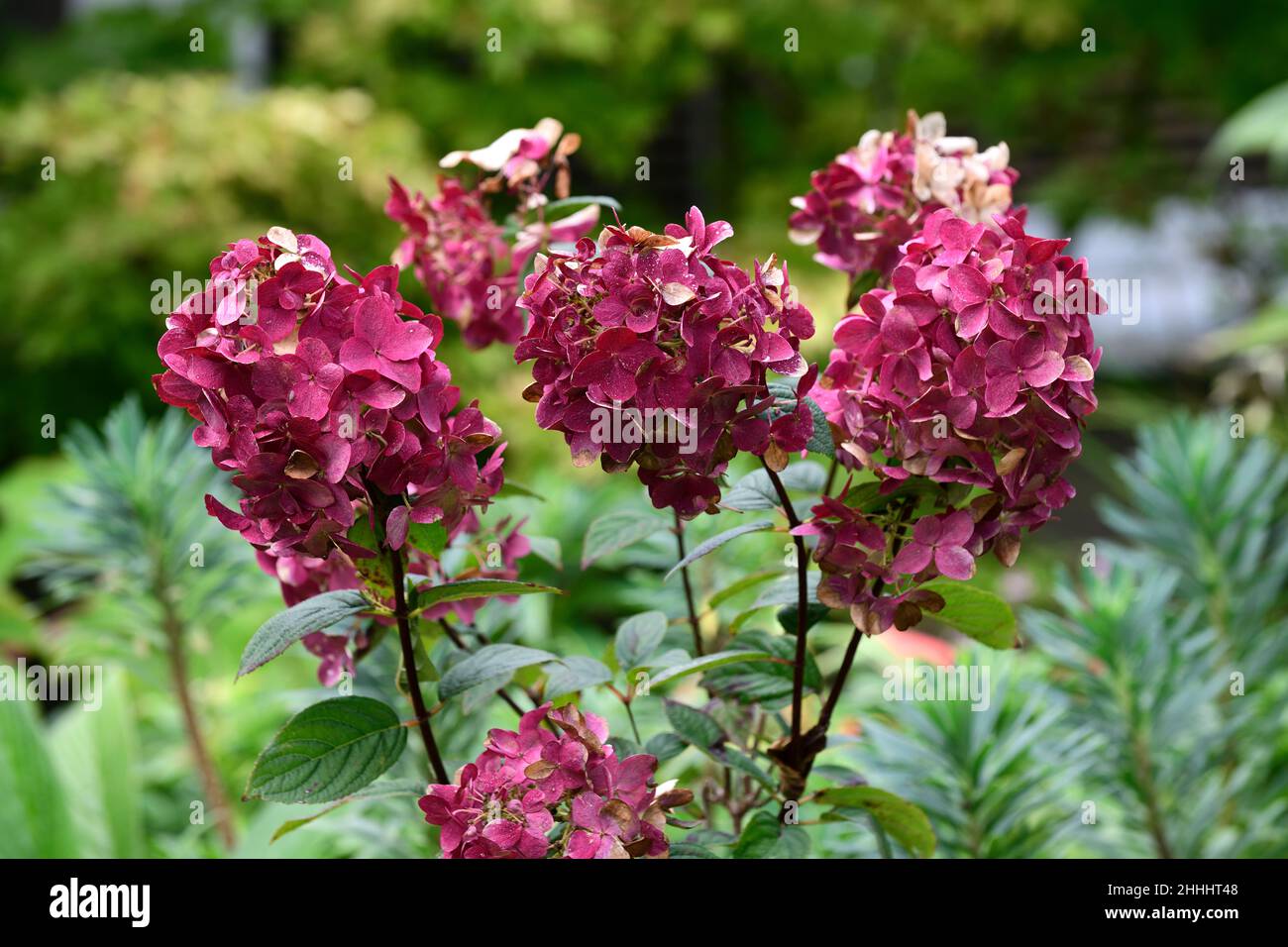 Hydrangea paniculata WIMS Rosso, panicle, fiore, fiori, fiore, giardino, giardini, RM Floral Foto Stock