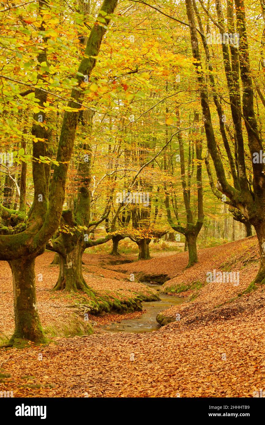 Hayedo de Otzarreta Foto Stock