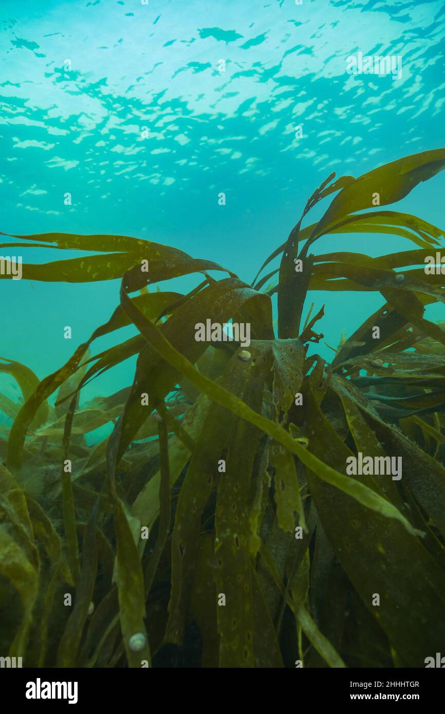 Dal kelp alla superficie sotto la superficie della costa gallese Foto Stock