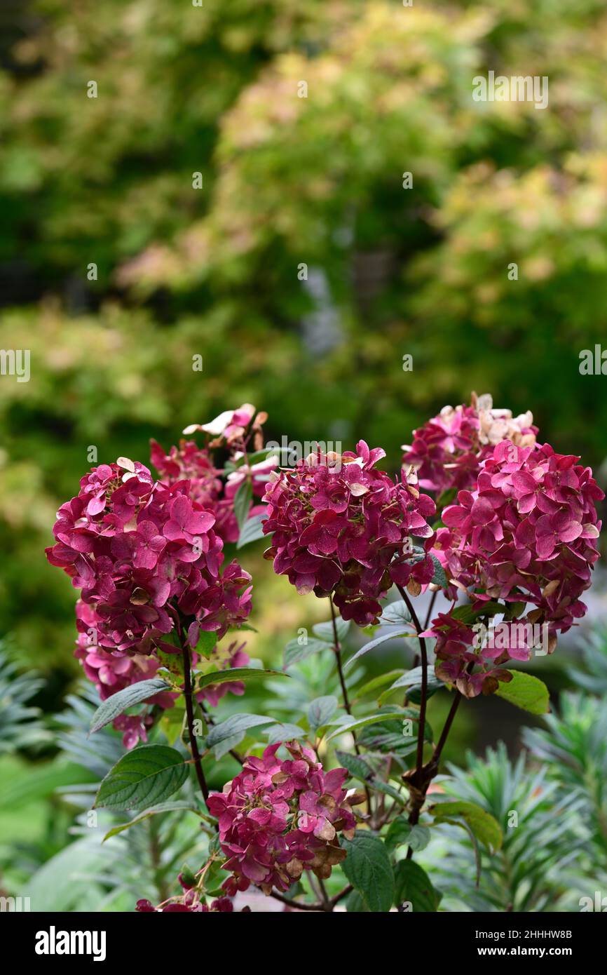 Hydrangea paniculata WIMS Rosso, panicle, fiore, fiori, fiore, giardino, giardini, RM Floral Foto Stock