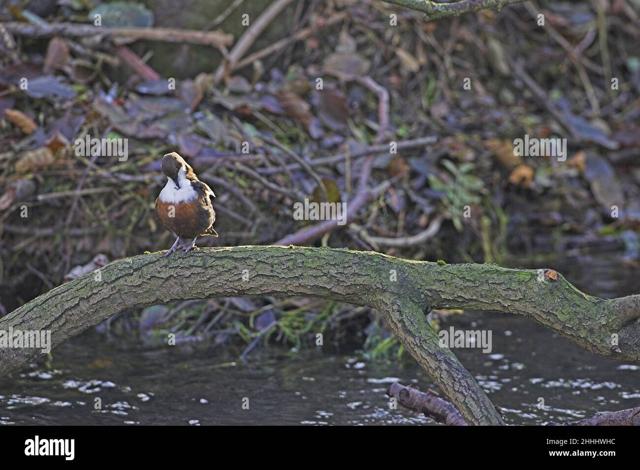 I cetis da dipper dalle gole bianche si preannunciano mentre sono appollaiati sul ramo caduto sul fiume dove, Dovedale, Peak District National Park, Derbyshire Foto Stock