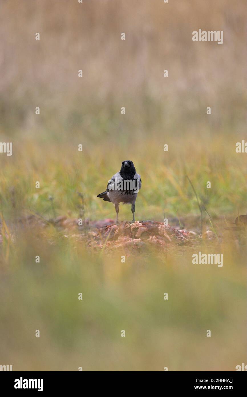 Corvo con cappuccio Corvus corone Cornix adulto che viene al cibo in autunno Ungheria Foto Stock