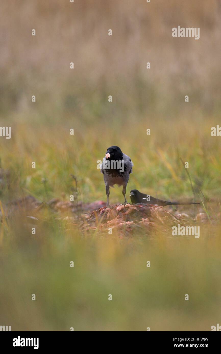 Corvo con cappuccio Corvus corone Cornix adulto che viene al cibo in autunno Ungheria Foto Stock