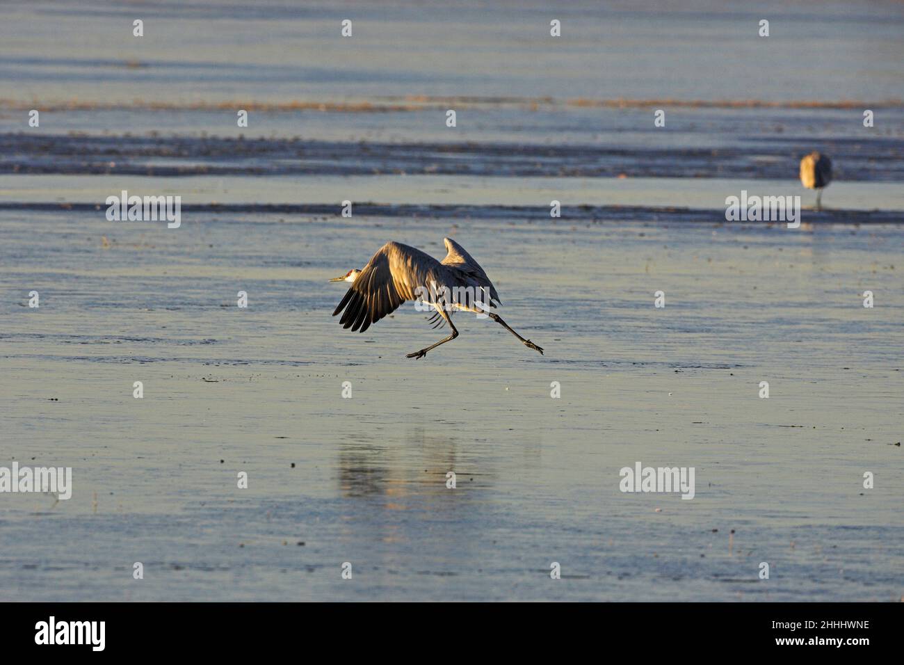 Gru Sandhill Grus canadensis che corre attraverso il ghiaccio per decollo dalla zona notte roost, Bosque del Apache National Wildlife Refuge New Mexico USA Foto Stock