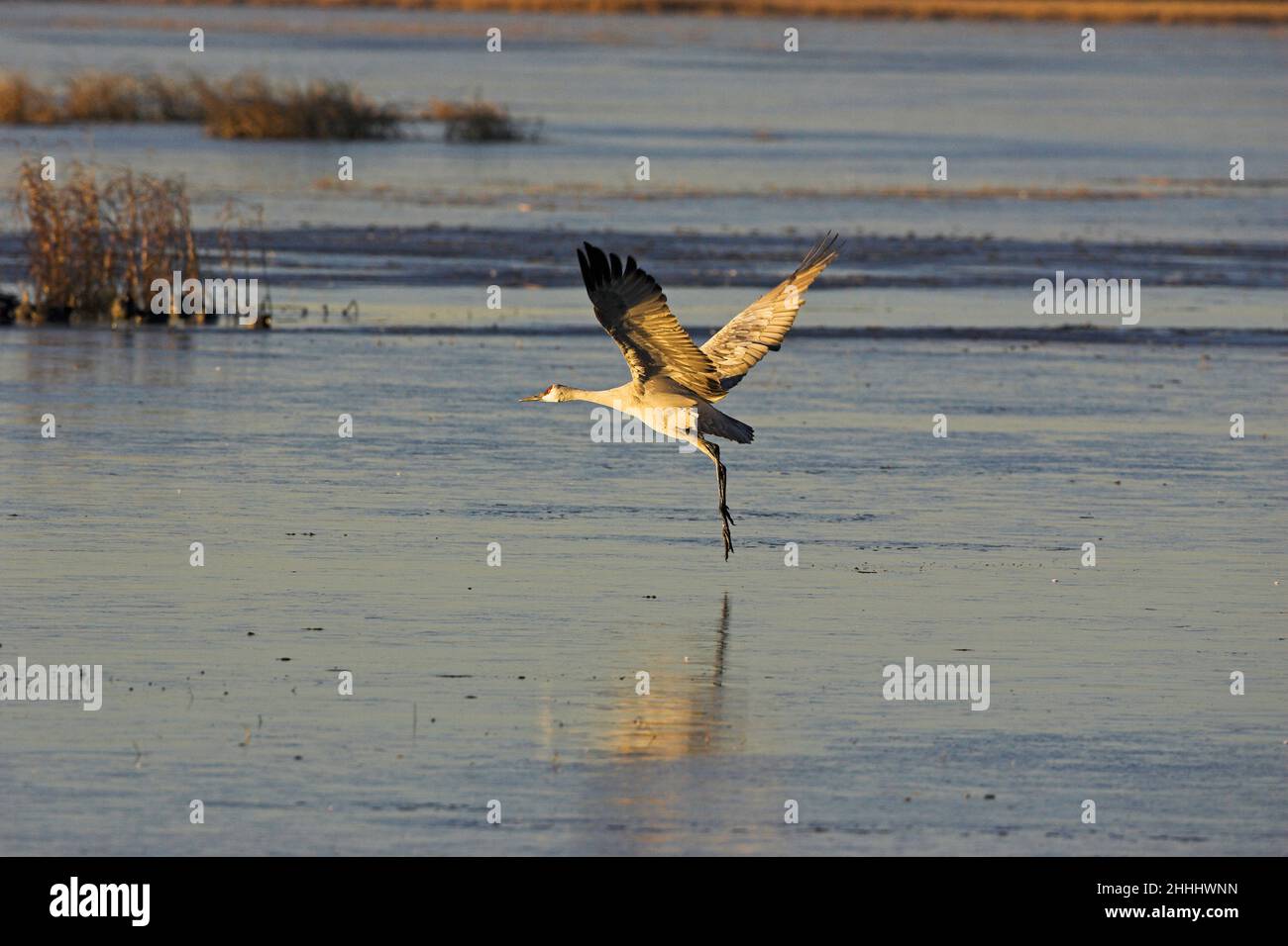 Gru Sandhill Grus canadensis che corre attraverso il ghiaccio per decollo dalla zona notte roost, Bosque del Apache National Wildlife Refuge New Mexico USA Foto Stock