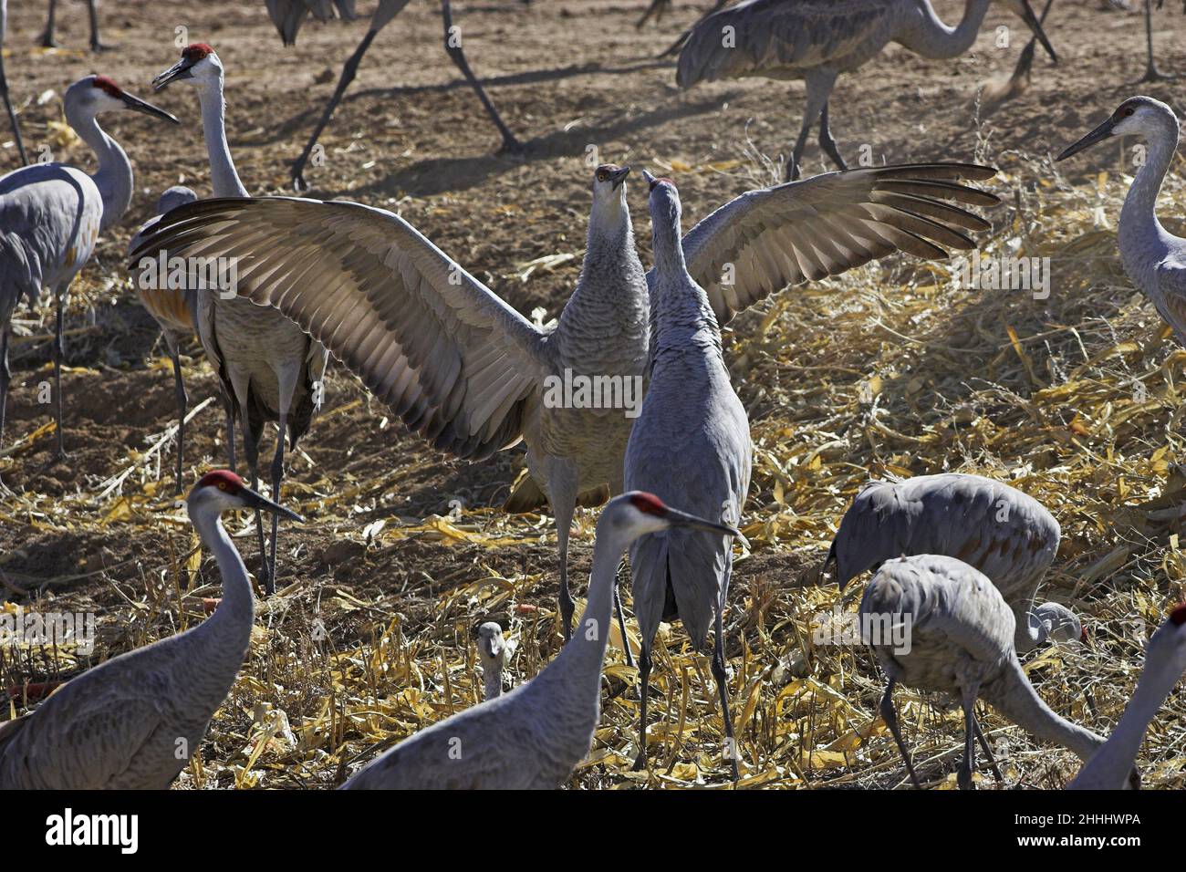 Gru Sandhill Grus canadensis due uccelli che schivano nel gruppo di alimentazione Bosque del Apache National Wildlife Refuge New Mexico USA Foto Stock