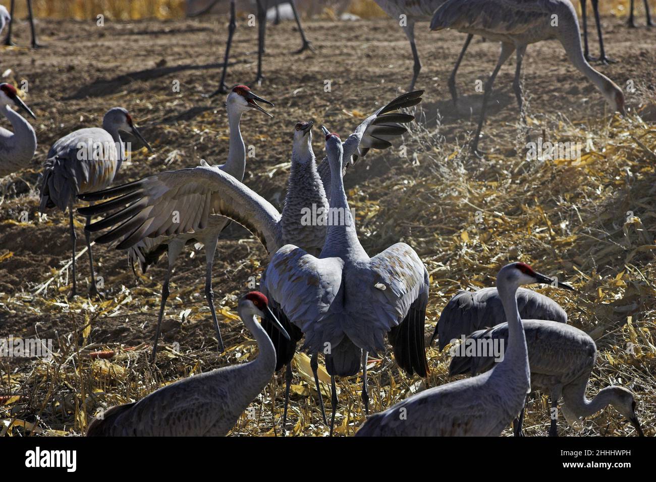 Gru Sandhill Grus canadensis due uccelli che schivano nel gruppo di alimentazione Bosque del Apache National Wildlife Refuge New Mexico USA Foto Stock