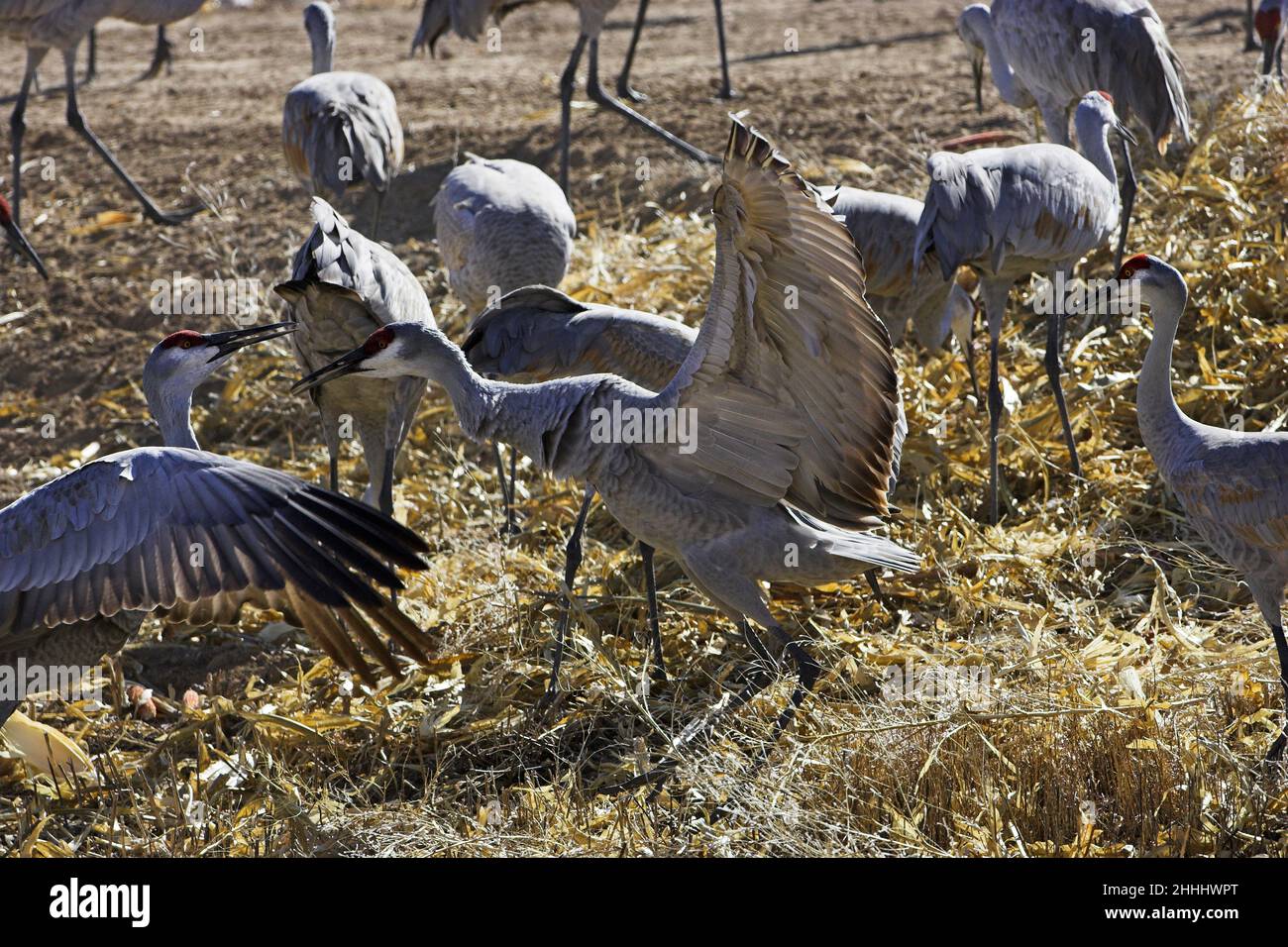 Gru Sandhill Grus canadensis due uccelli che schivano nel gruppo di alimentazione Bosque del Apache National Wildlife Refuge New Mexico USA Foto Stock