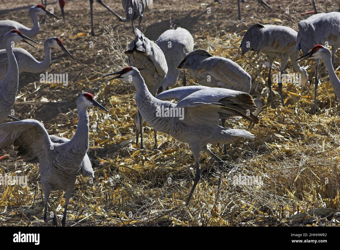 Gru Sandhill Grus canadensis due uccelli che schivano nel gruppo di alimentazione Bosque del Apache National Wildlife Refuge New Mexico USA Foto Stock