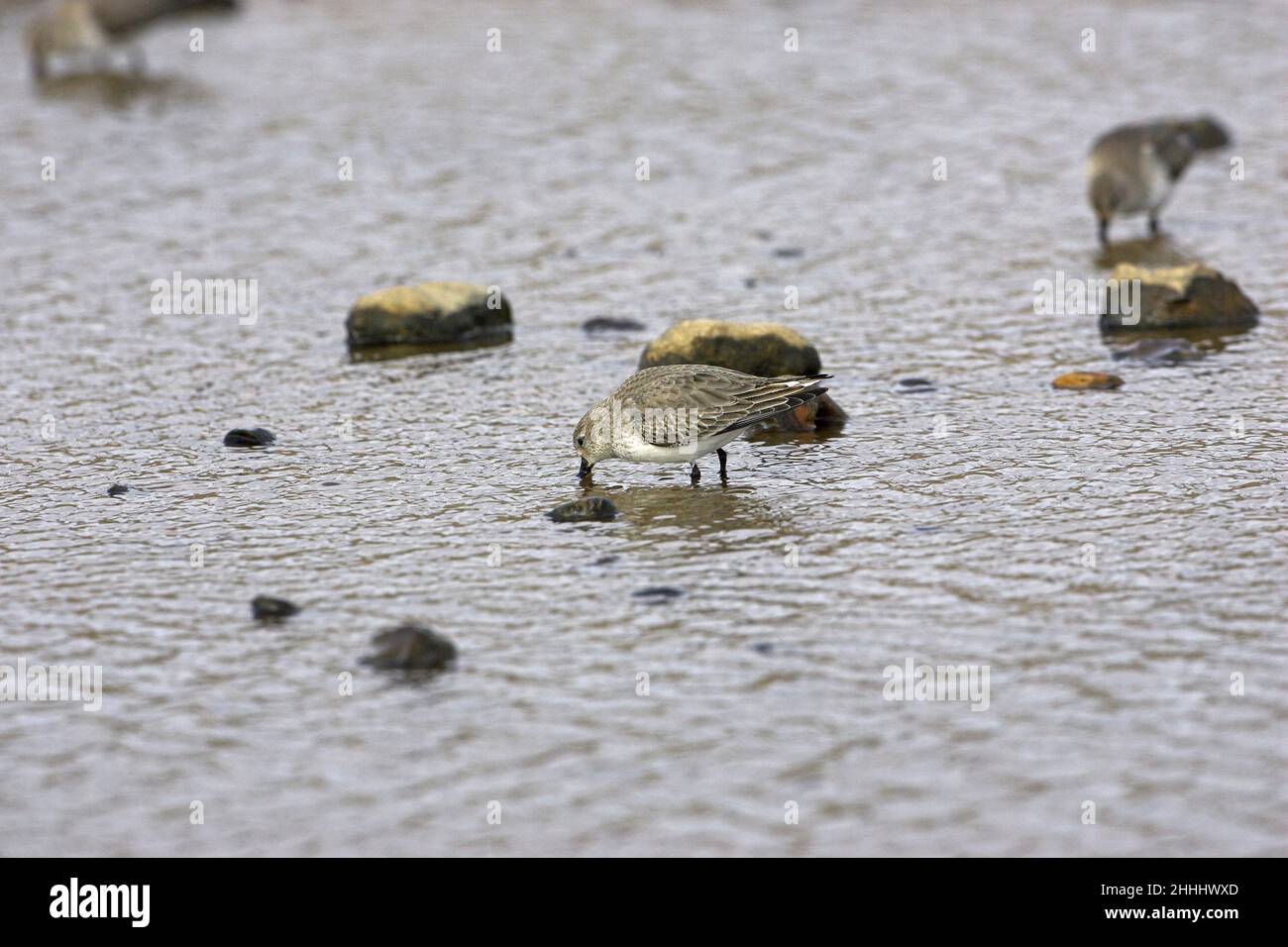 Dunlin Calidris alpina che si alimenta in piscina costiera poco profonda su spiaggia di ghiaia, vicino a Salthouse Norfolk Inghilterra Foto Stock