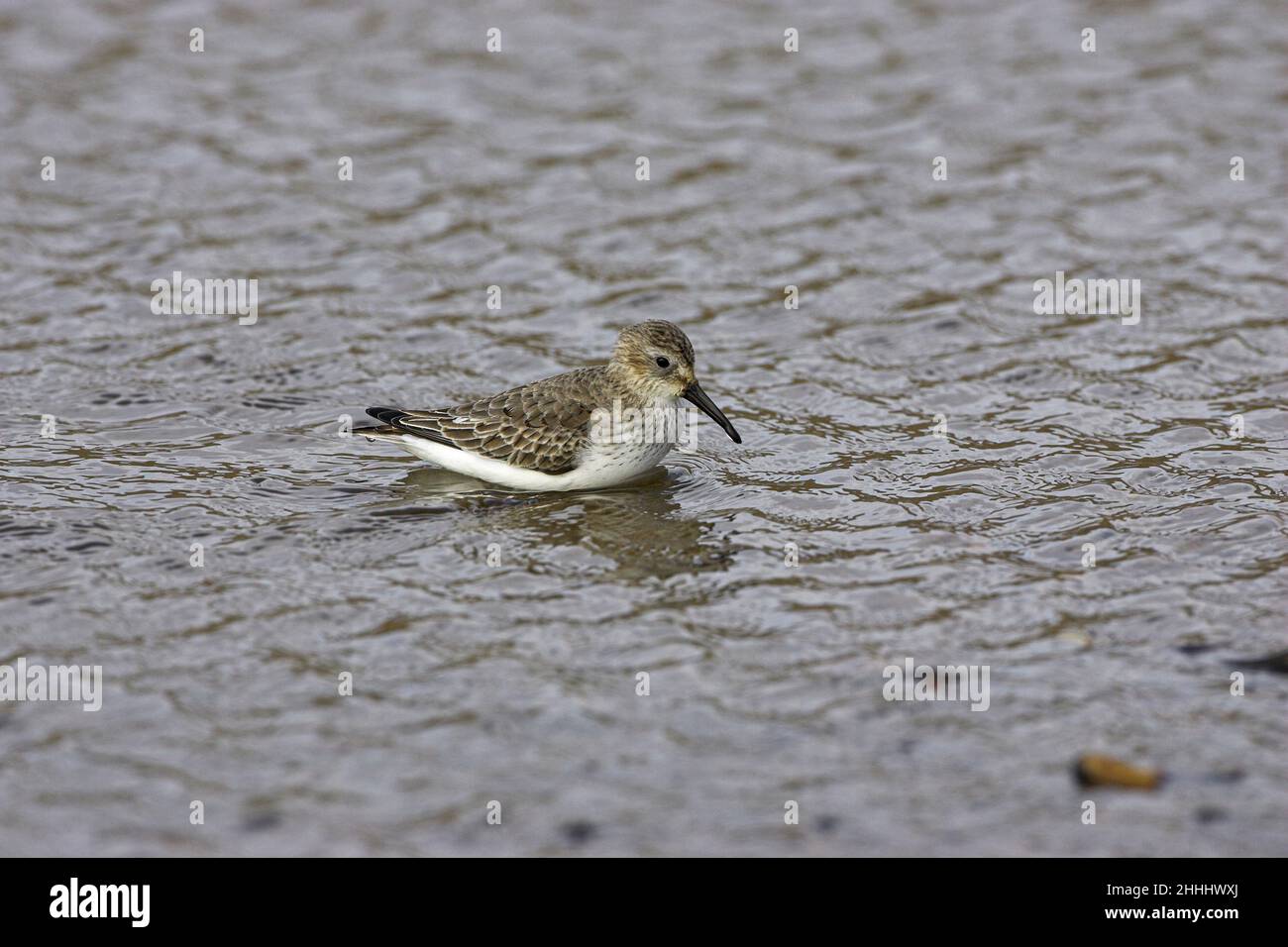 Dunlin Calidris alpina che si alimenta in piscina costiera poco profonda su spiaggia di ghiaia, vicino a Salthouse Norfolk Inghilterra Foto Stock
