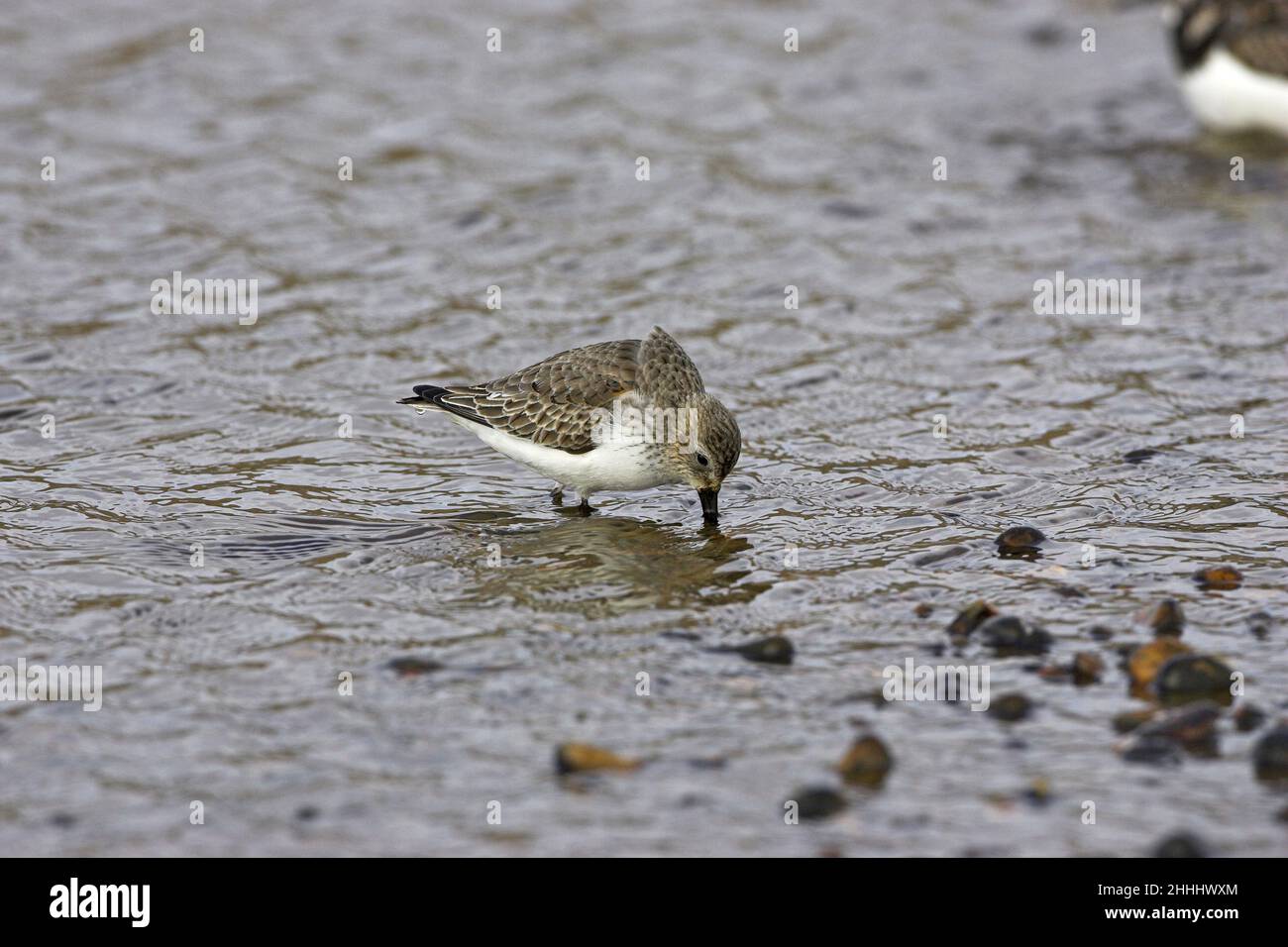 Dunlin Calidris alpina che si alimenta in piscina costiera poco profonda su spiaggia di ghiaia, vicino a Salthouse Norfolk Inghilterra Foto Stock