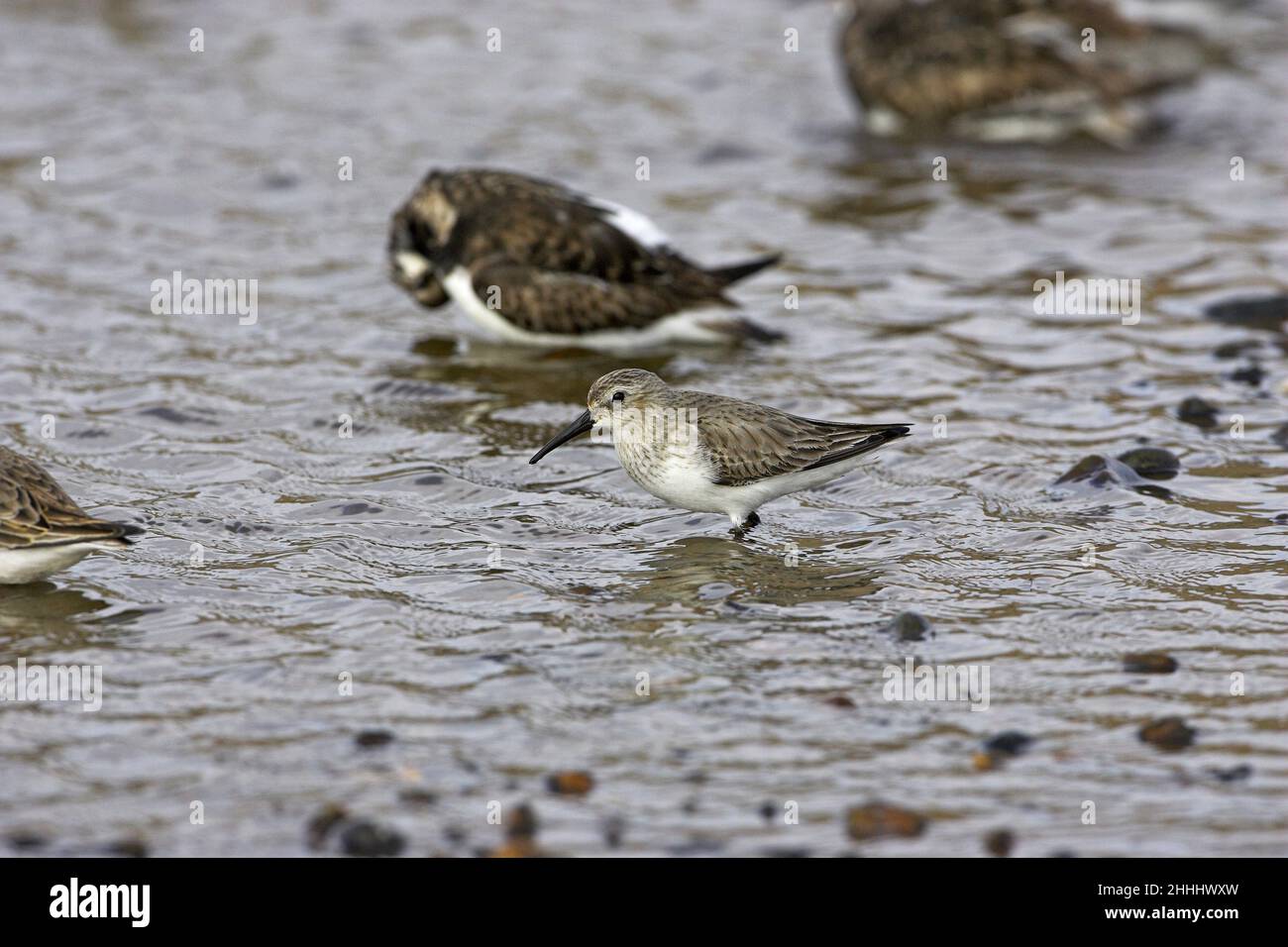 Dunlin Calidris alpina che si alimenta in piscina costiera poco profonda su spiaggia di ghiaia con Ruddy Turnstone Arenaria si interpres oltre vicino a Salthouse Norfolk Inghilterra Foto Stock