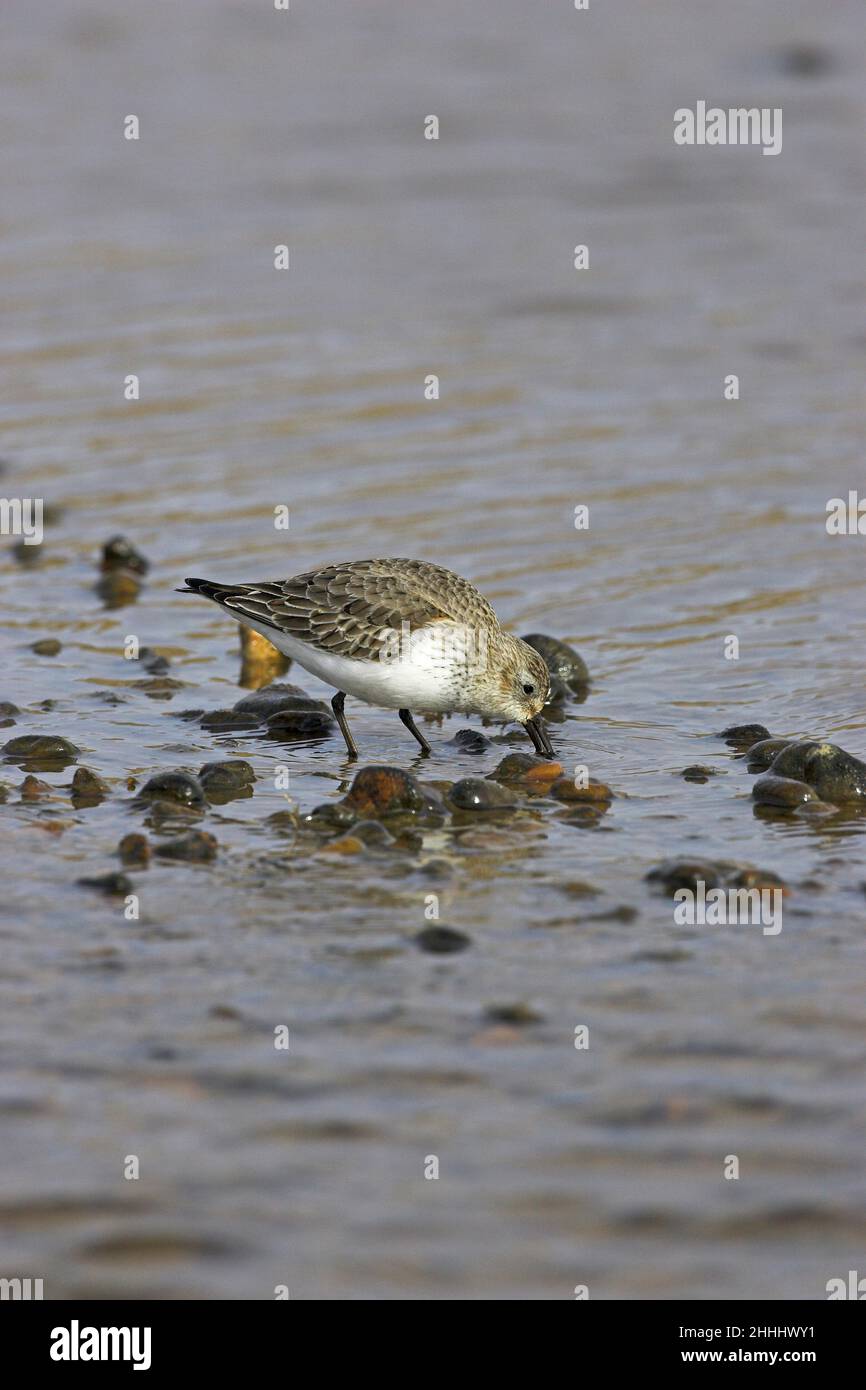 Dunlin Calidris alpina che si alimenta in piscina costiera poco profonda su spiaggia di ghiaia, vicino a Salthouse Norfolk Inghilterra Foto Stock