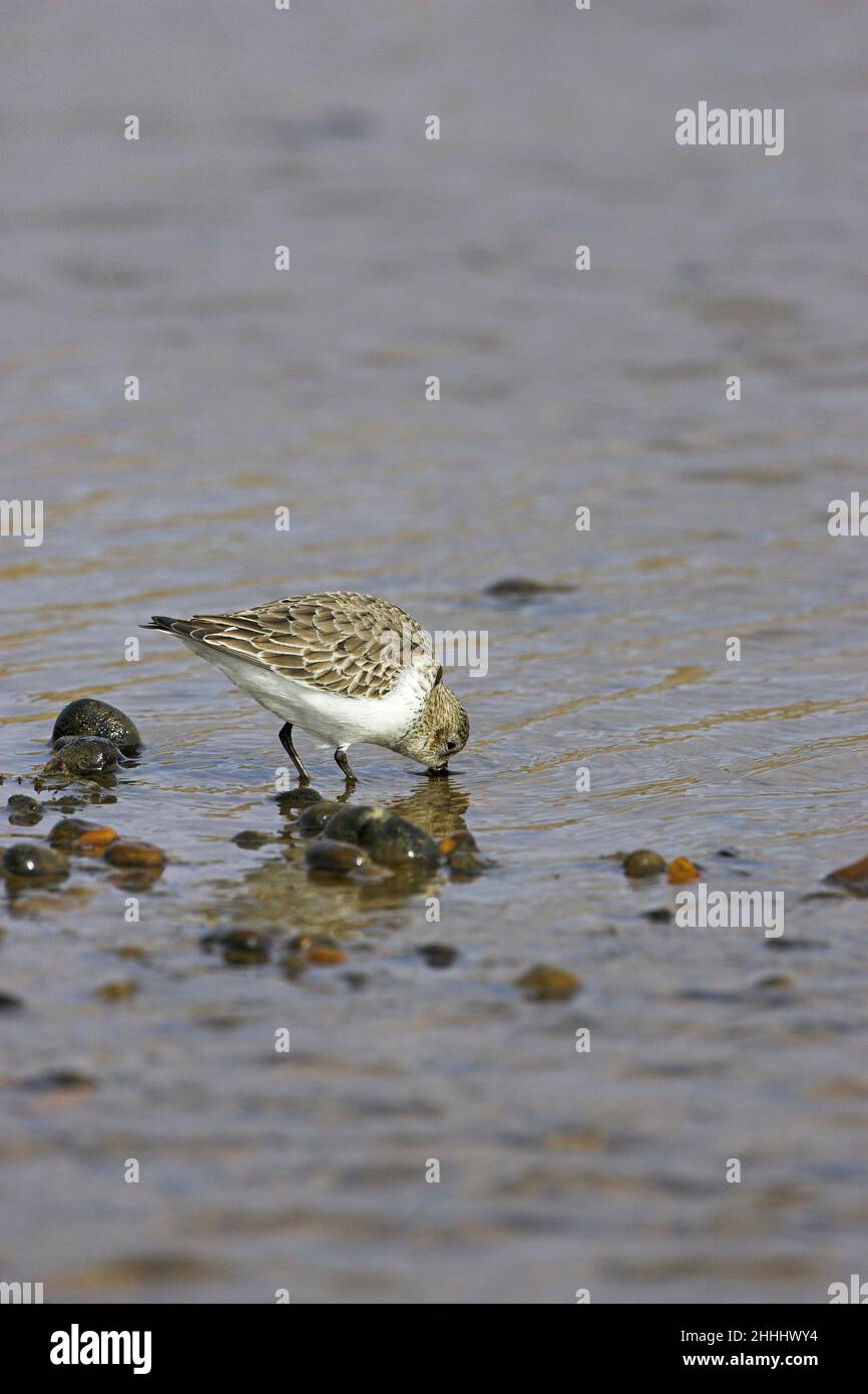 Dunlin Calidris alpina che si alimenta in piscina costiera poco profonda su spiaggia di ghiaia, vicino a Salthouse Norfolk Inghilterra Foto Stock