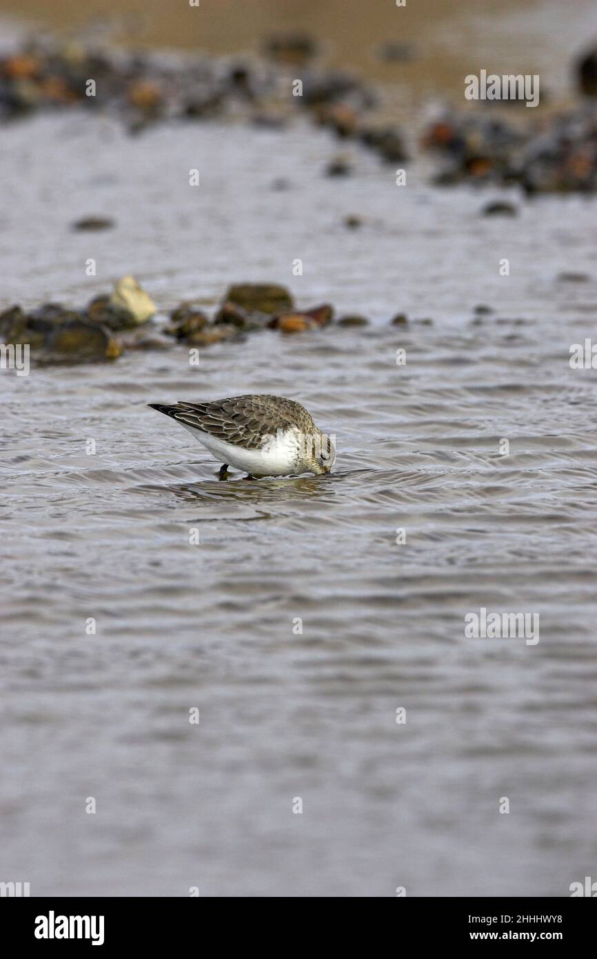 Dunlin Calidris alpina che si alimenta in piscina costiera poco profonda su spiaggia di ghiaia, vicino a Salthouse Norfolk Inghilterra Foto Stock