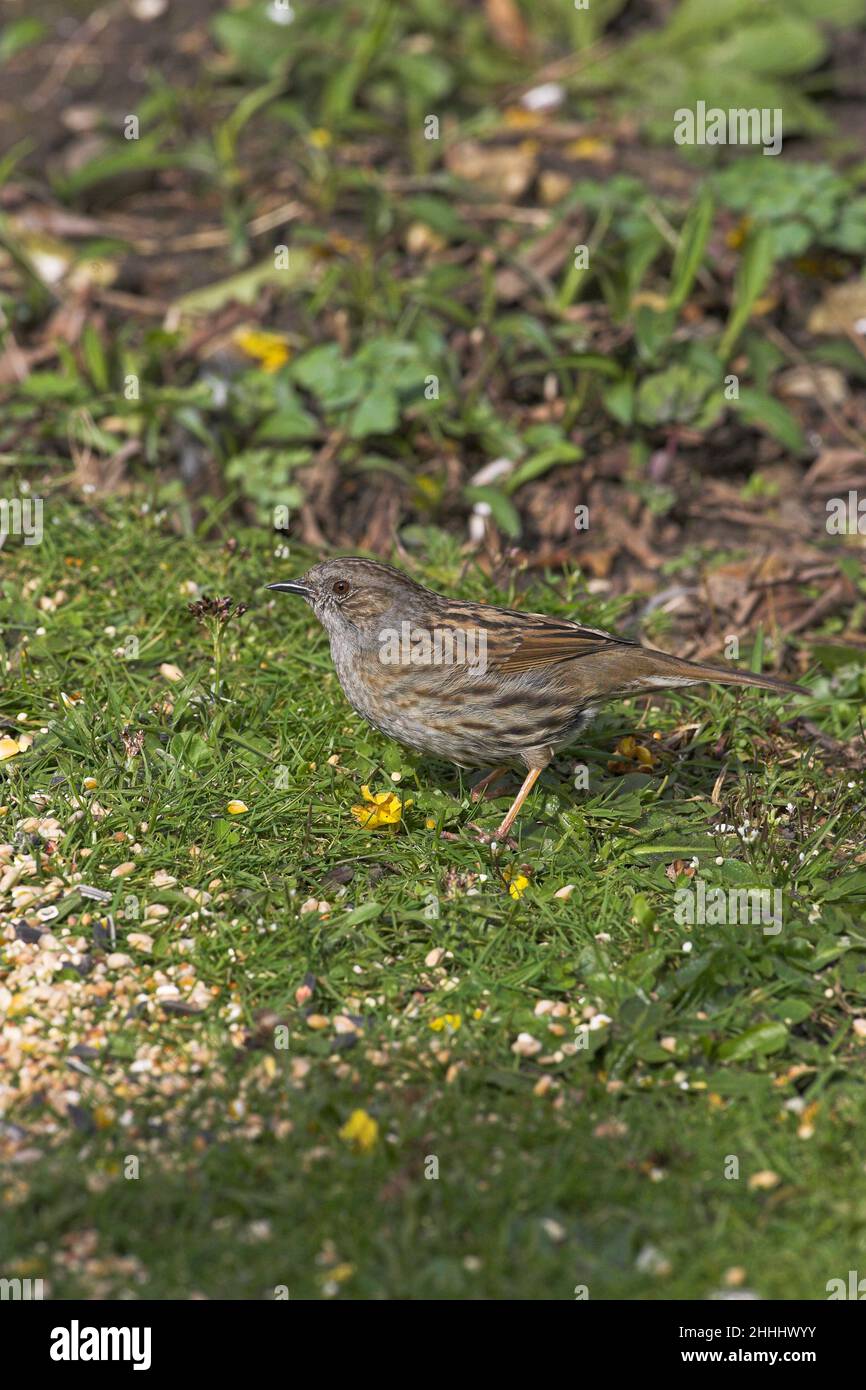 Dunnock Prunella modularis alimentazione su semi tipo di alimenti per uccelli in giardino Ringwood Hampshire Inghilterra Foto Stock