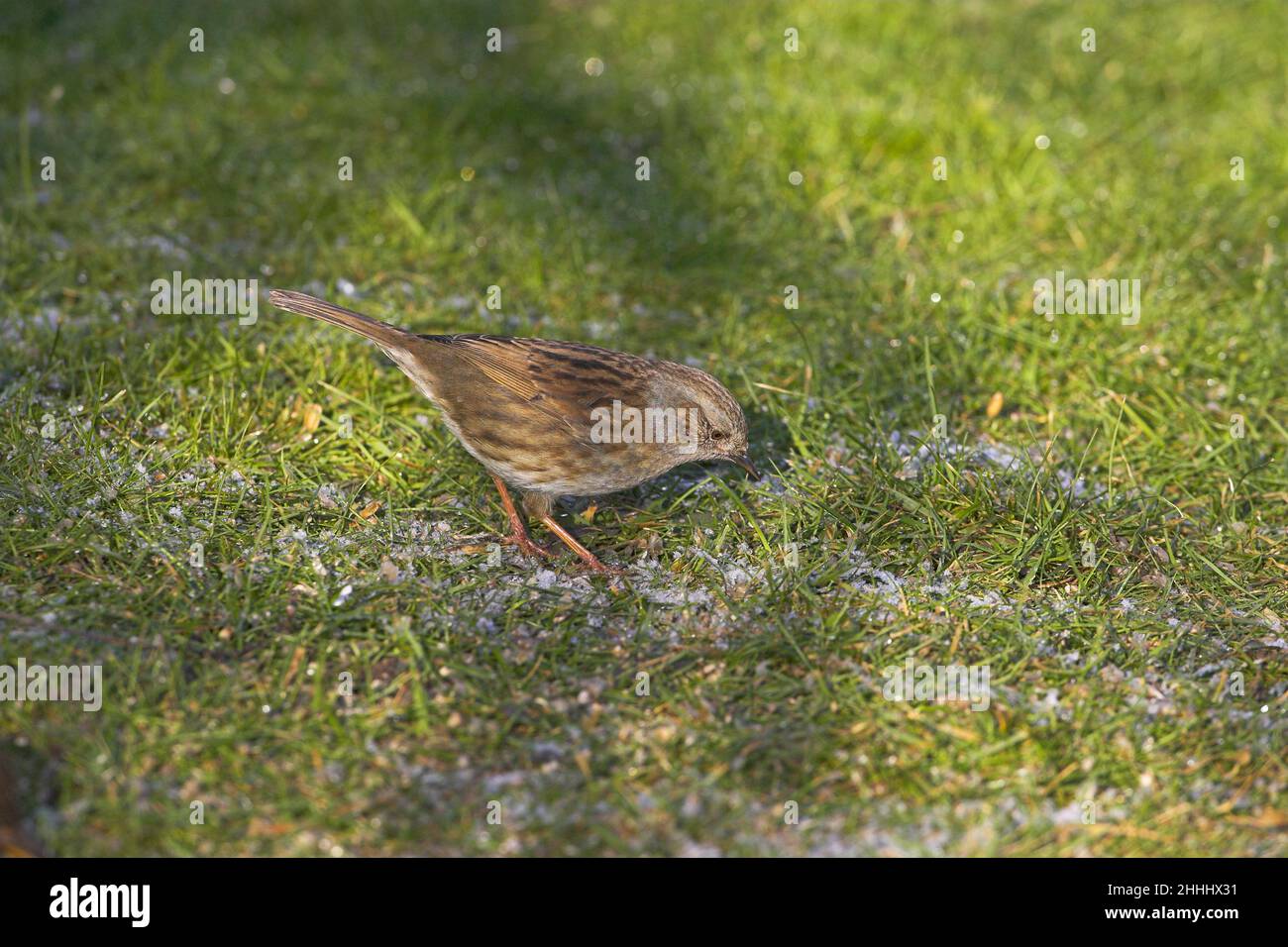 Dunnock Prunella modularis nel giardino sulla alimentazione frosty prato Ringwood Hampshire Inghilterra Foto Stock