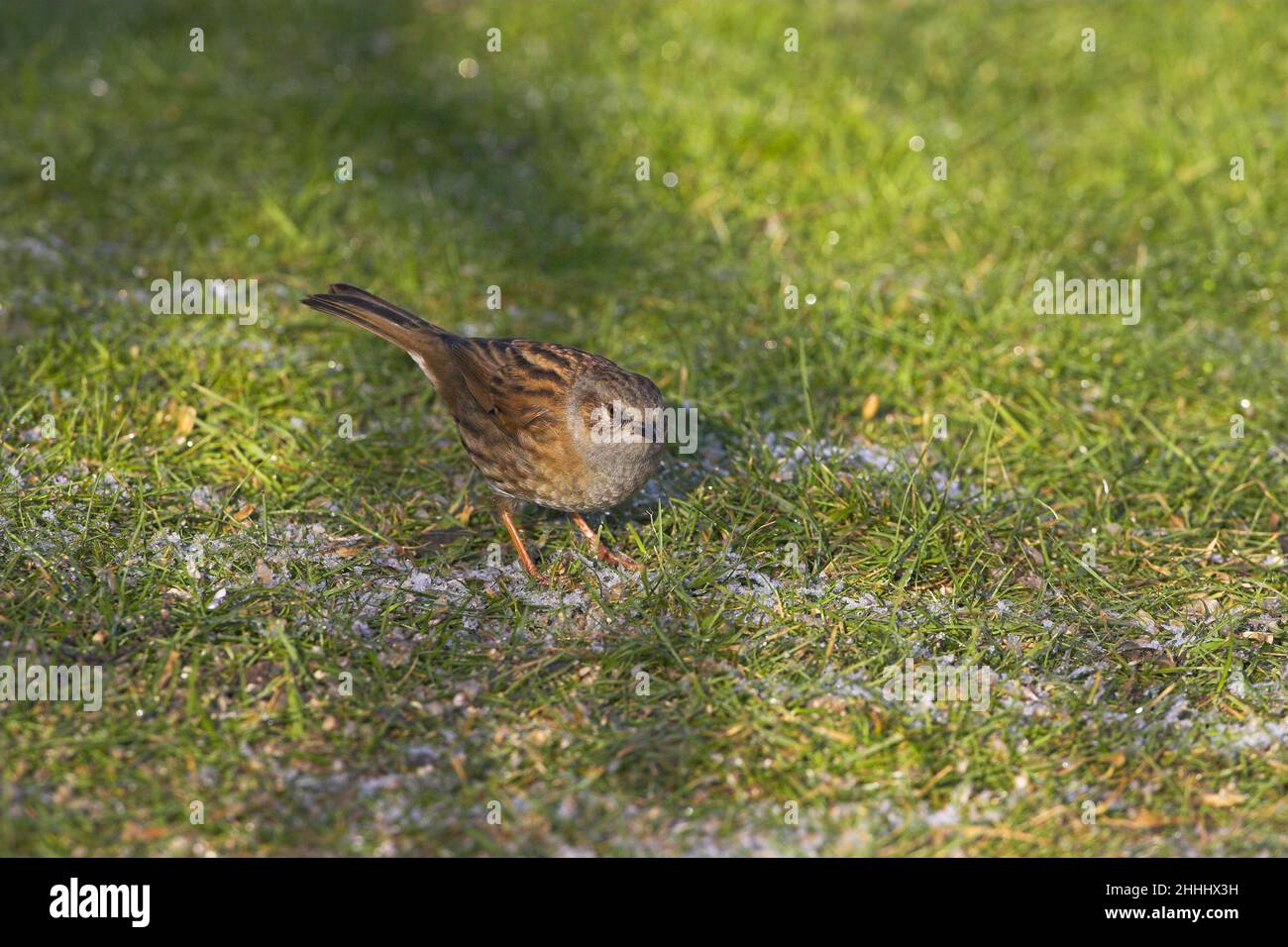 Dunnock Prunella modularis nel giardino sulla alimentazione frosty prato Ringwood Hampshire Inghilterra Foto Stock