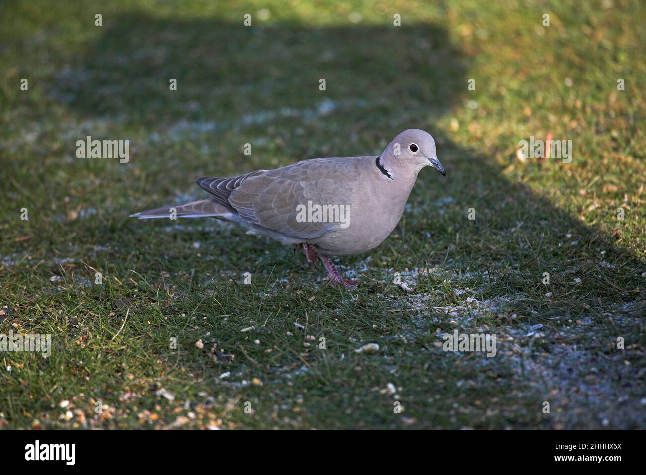 Eurasian colomba a collare Streptopelia decaocto avanzamento sul giardino prato Ringwood Hampshire Inghilterra Foto Stock