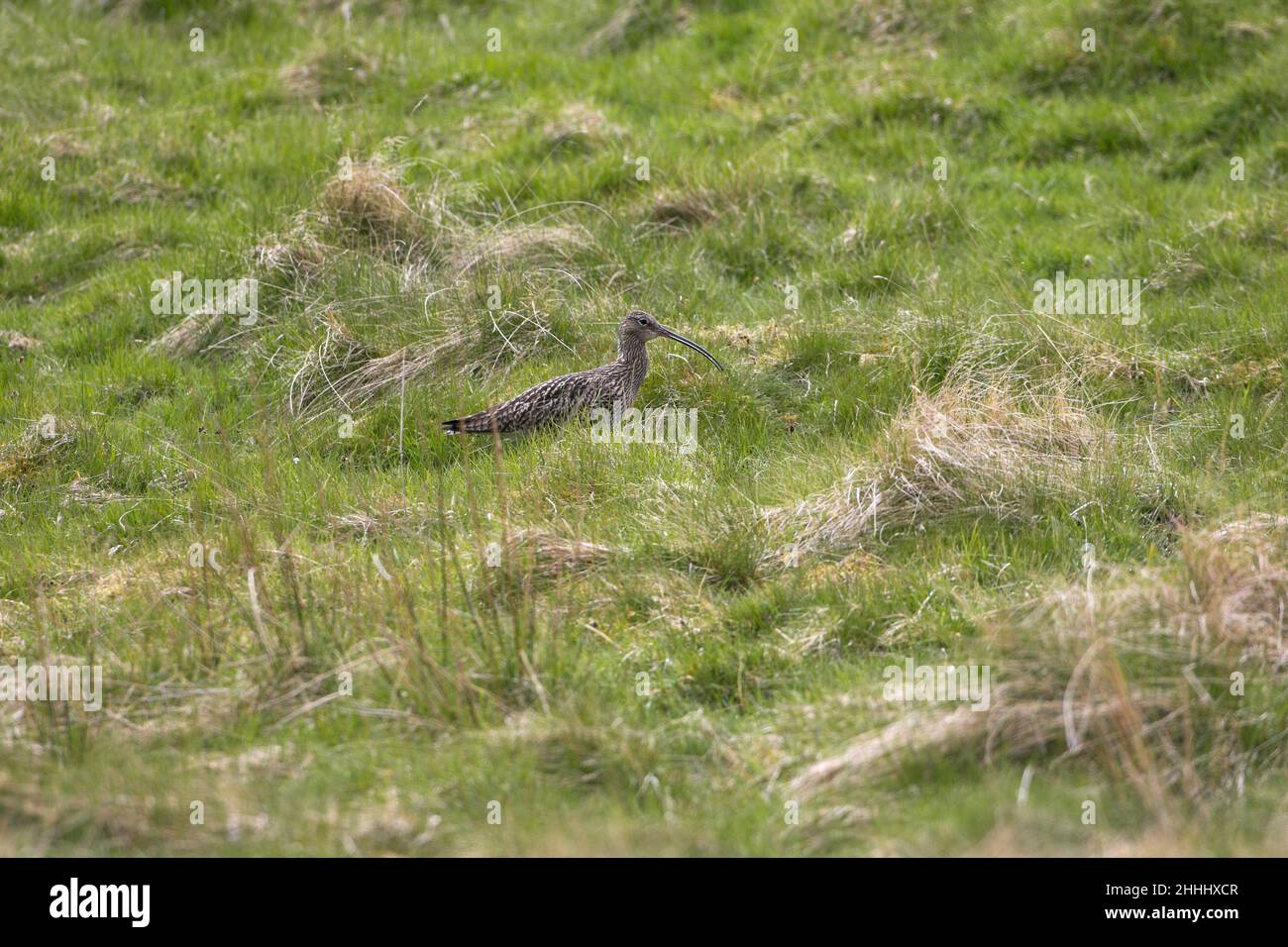 Riccio Eurasiano Numenius arquata a piedi per cercare cibo in prateria grezza, alta Findhorn Valley, Scozia Foto Stock
