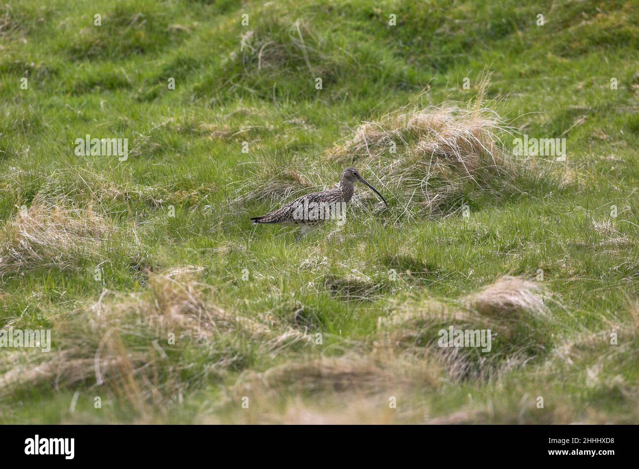 Riccio Eurasiano Numenius arquata a piedi per cercare cibo in prateria grezza, alta Findhorn Valley, Scozia Foto Stock