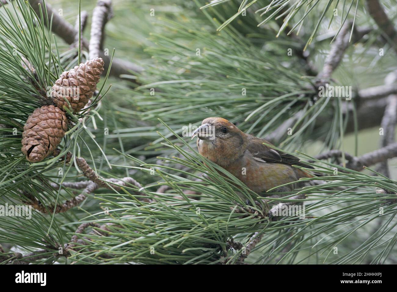 Comune crossbill Loxia curvirostra maschio in pino corso, col de Bavella, Corsica, Francia Foto Stock