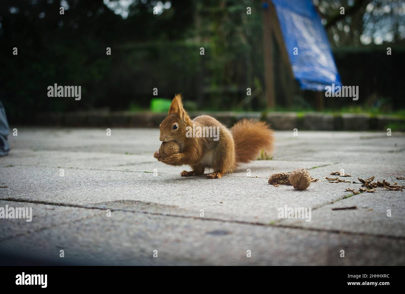 Lo scoiattolo mangia noce sulla terrazza del giardino Foto Stock