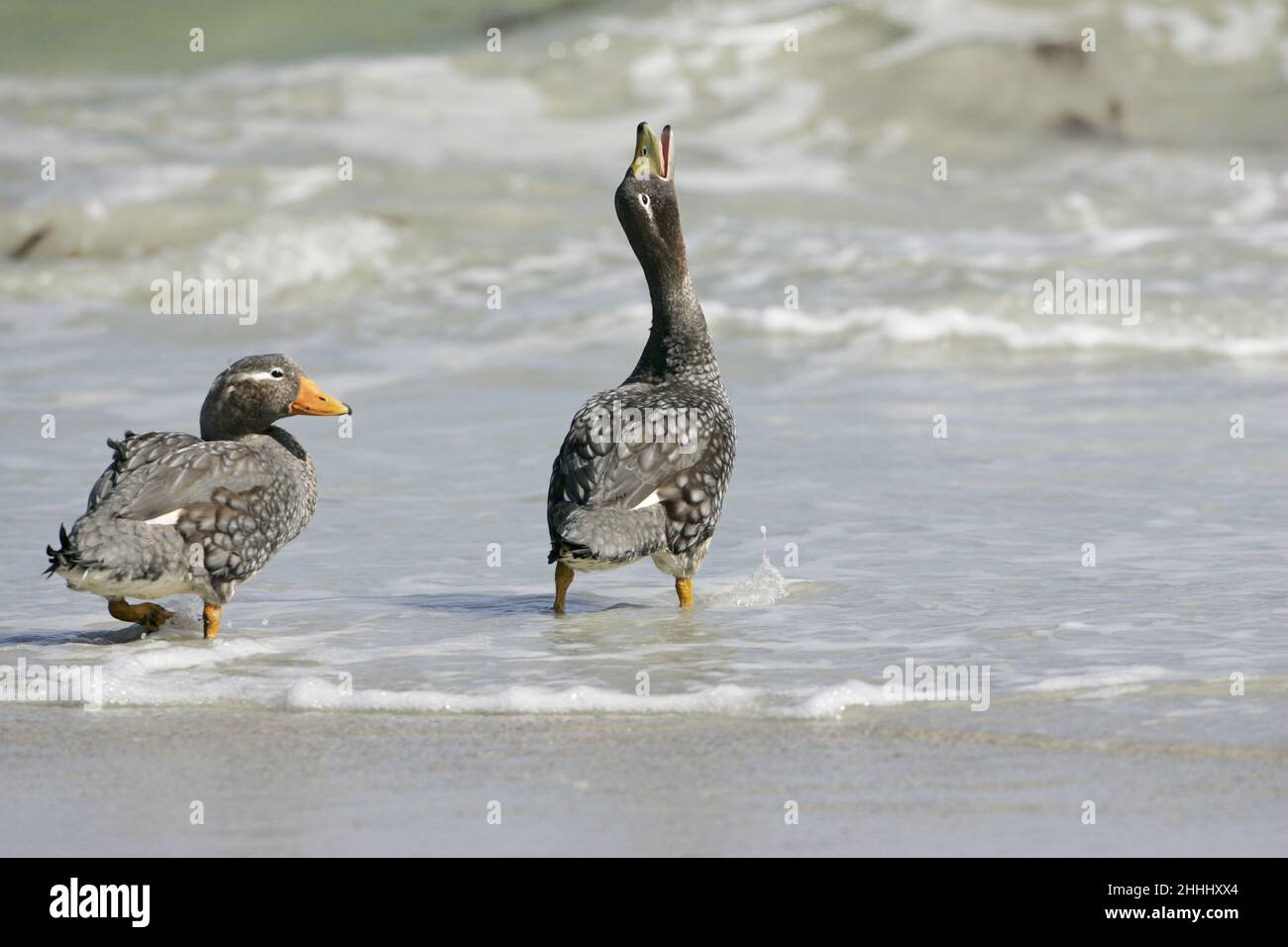 Falkland anatra vaporizzatore Tachyeres brachypterus coppia a piedi in mare la visualizzazione di Isole Falkland Foto Stock