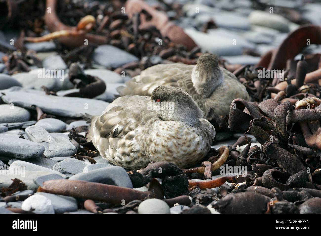 Anatra crestata Lophonetta specularioides riposati tra i detriti di alta marea, Isole Falkland Foto Stock